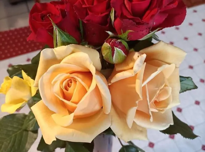 Daire Nonna Lisa Bari